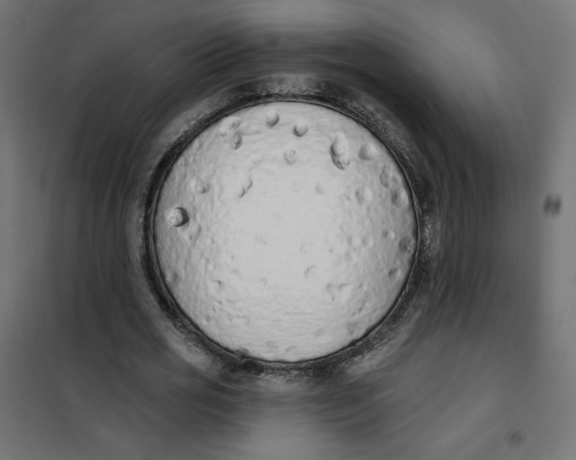 X0000101400725200807281001