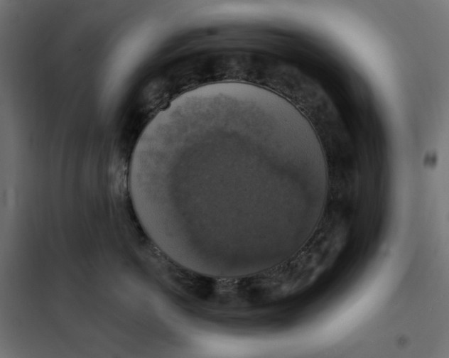 X0000101400766200807281002