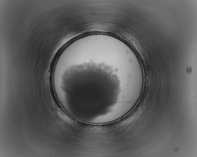 X0000101400779200807281001