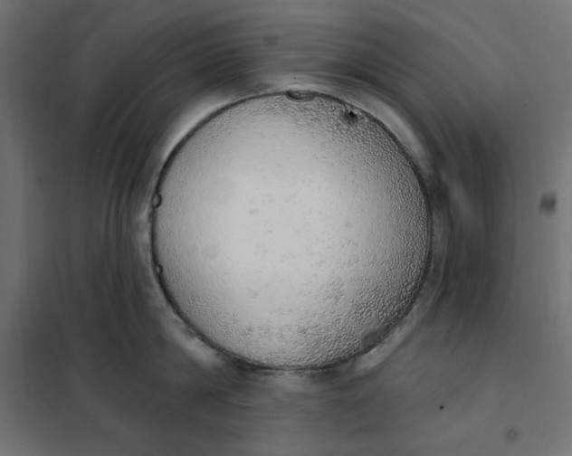 X0000101400814200807281000