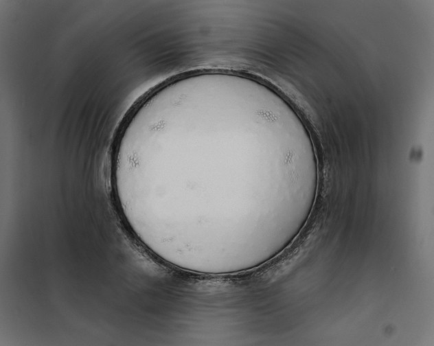 X0000101400838200807281000