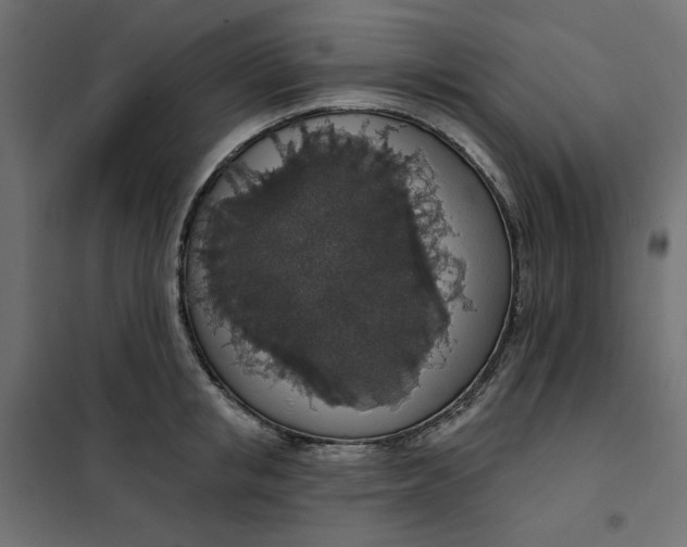 X0000101400853200807281000