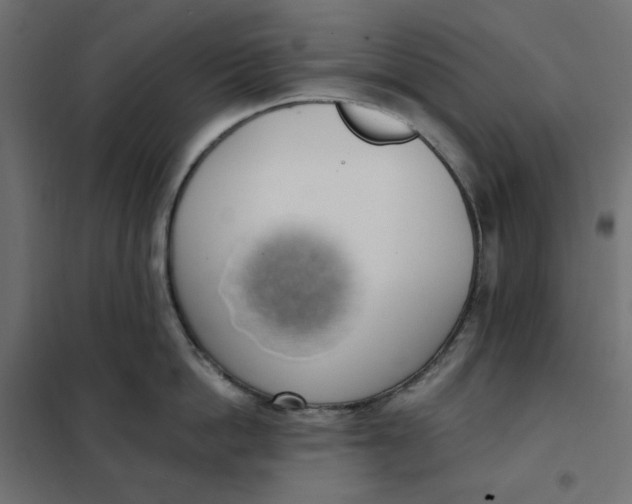 X0000101400862200807281000