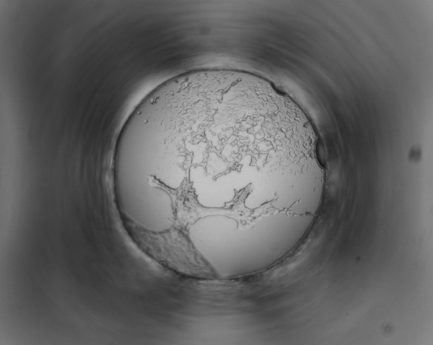 X0000101400863200807281000