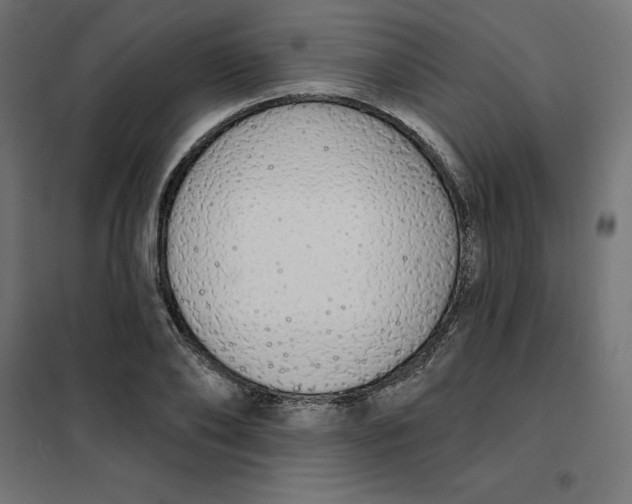 X0000101400886200807280959