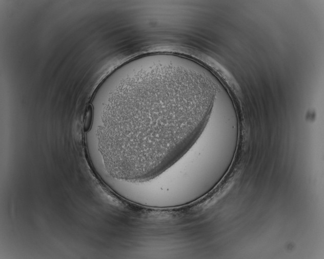 X0000101400993200807280957