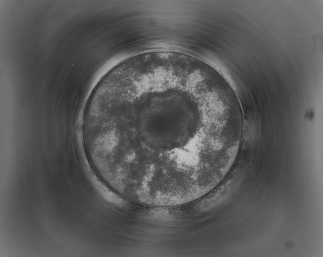 X0000101401098200807280956