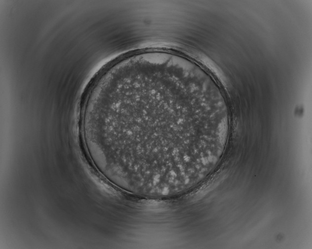 X0000101401124200807280955