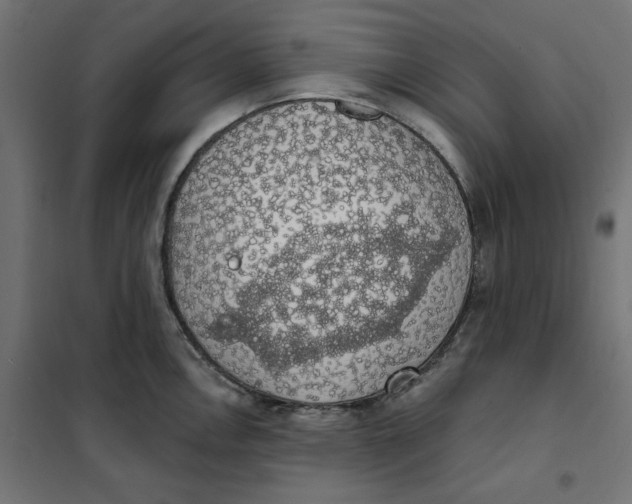 X0000101401146200807280956