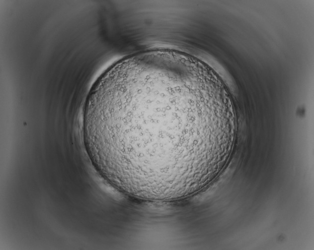 X0000101401198200807280954