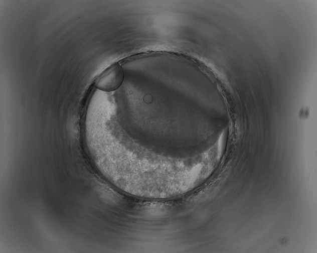 X0000101401266200807280953