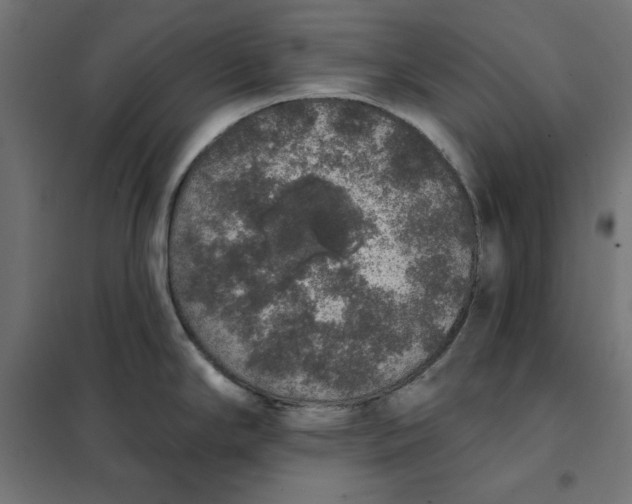 X0000101401294200807280953