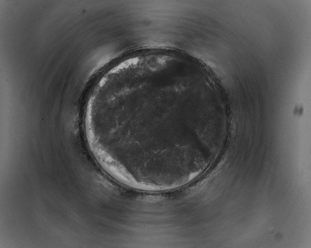 X0000101401306200807280952