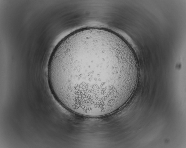 X0000101401335200807280953