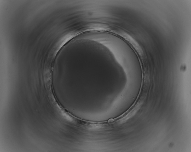 X0000101401385200807280951