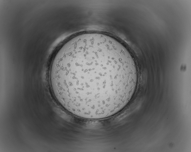 X0000101401454200807280950