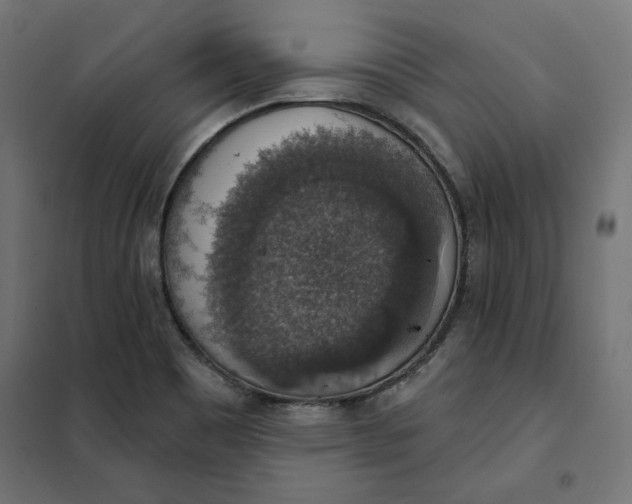 X0000101401465200807280950