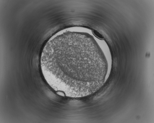 X0000101400397200808041046