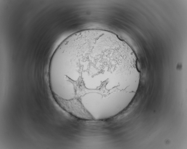 X0000101400863200808041039