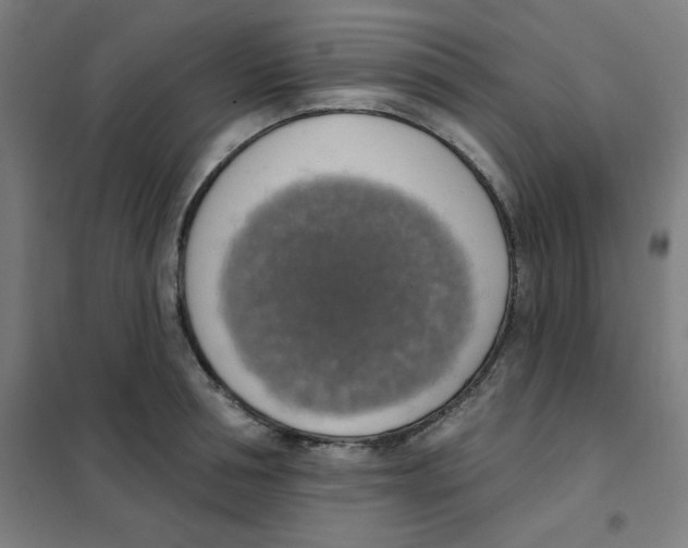 X0000101400994200808041036