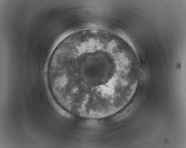 X0000101401098200808041035