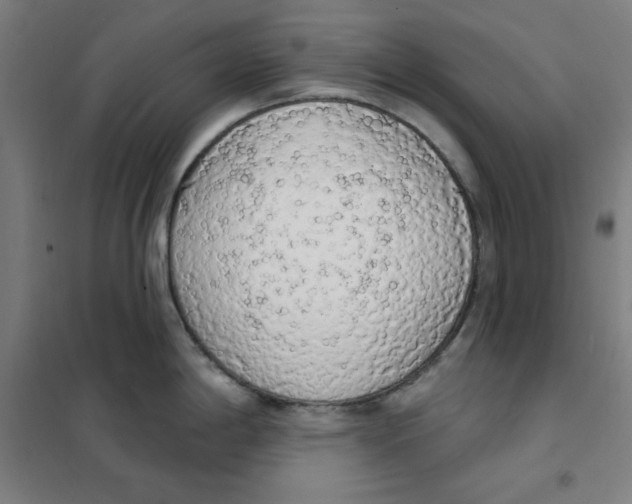 X0000101401198200808041033