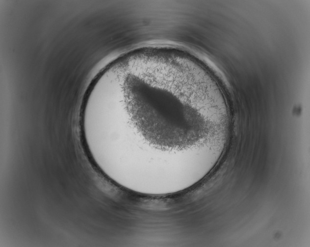 X0000101401229200808041033