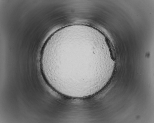 X0000101401235200808041033