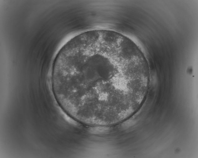 X0000101401294200808041032