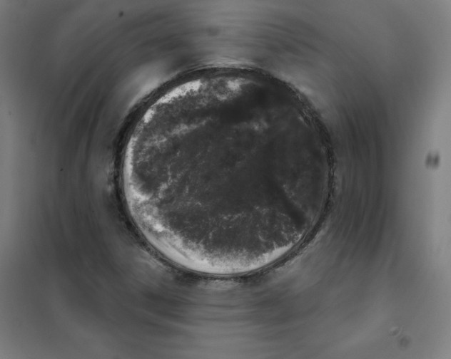 X0000101401306200808041031