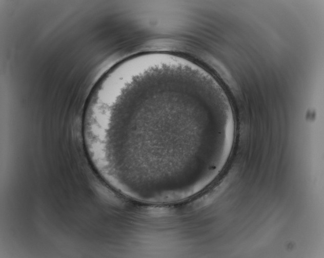 X0000101401465200808041029