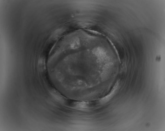 X0000101410182200807281034