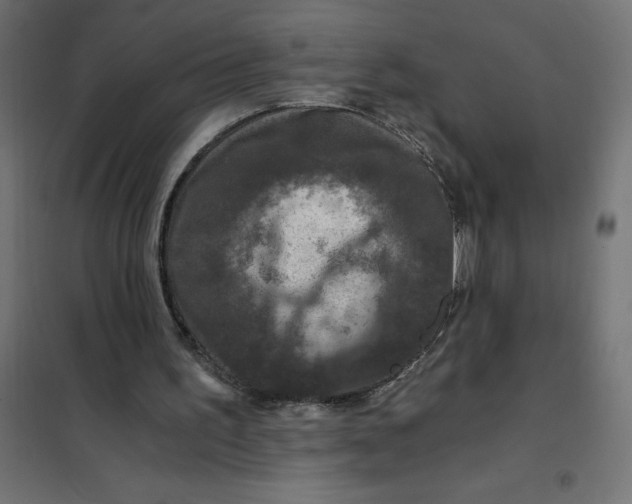 X0000101410195200807281033