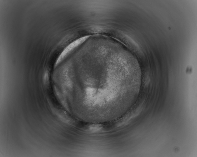 X0000101410214200807281033