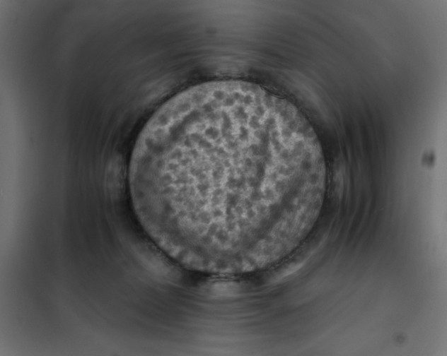 X0000101410228200807281033