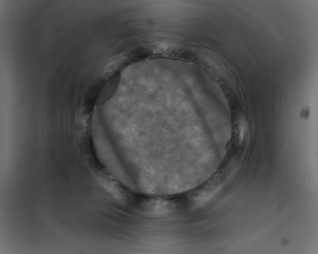 X0000101410276200807281032