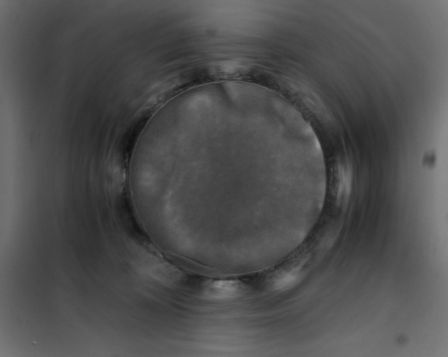 X0000101410324200807281031