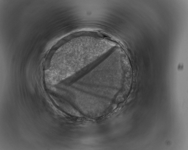 X0000101410337200807281030