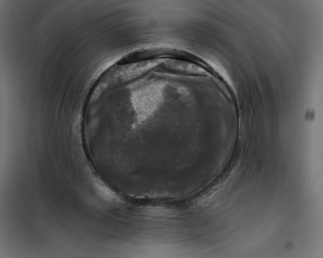 X0000101410389200807281030