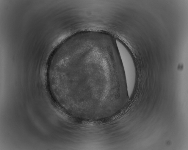X0000101410679200807281026