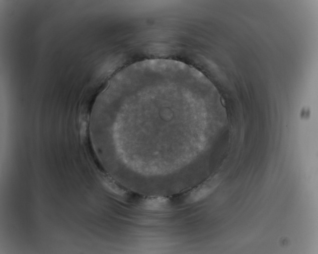 X0000101410576200808041107