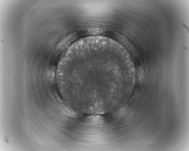 X0000101420427200807280942