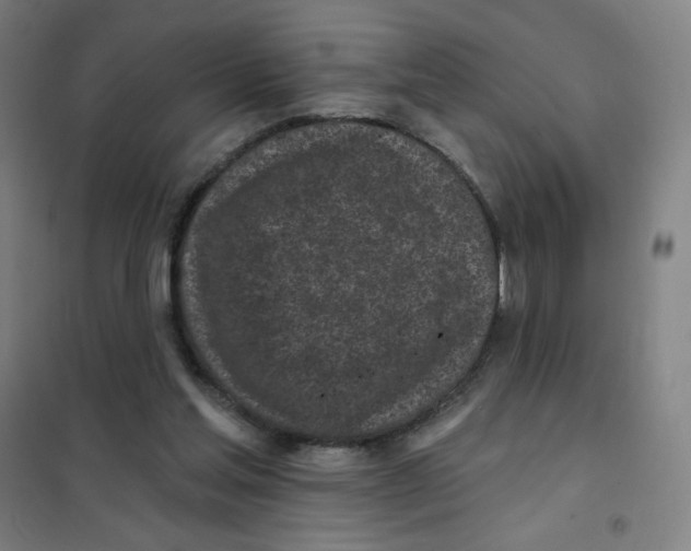 X0000101420205200808041136