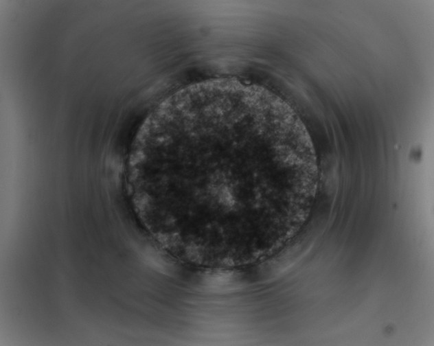 X0000101420235200808041135