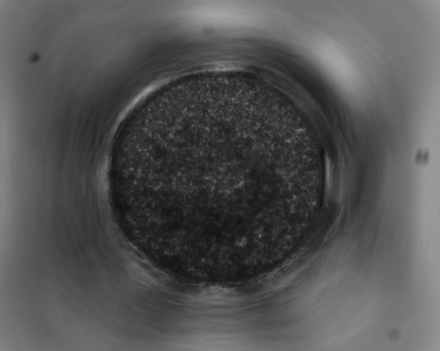 X0000101420387200808041133