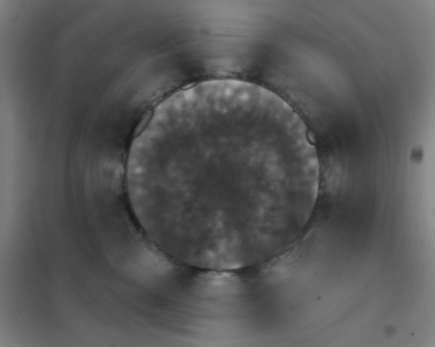 X0000101420427200808041132