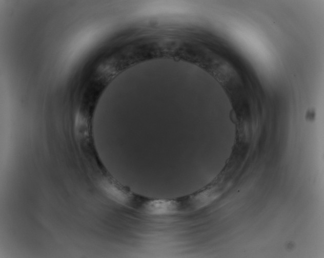 X0000101420526200808041131