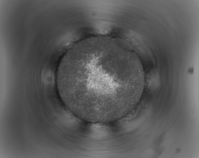 X0000101420568200808041130
