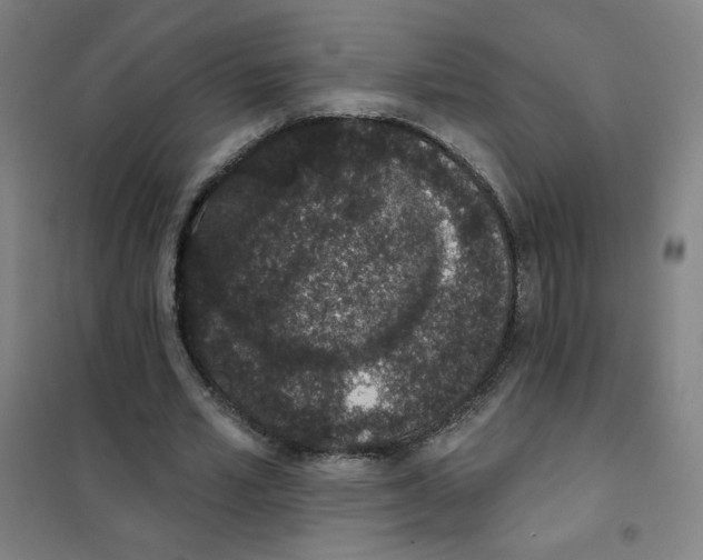 X0000101420581200808041130