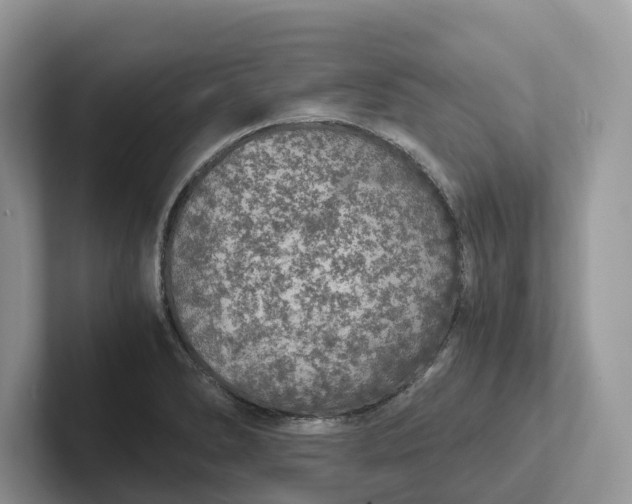 X0000101431278200807211142